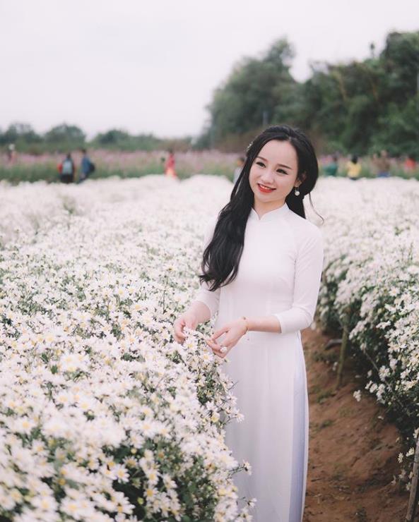 Ba điểm ngắm và chụp ảnh cúc họa mi đẹp nhất Hà Nội