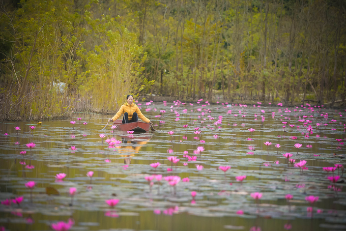 Hoa súng nở muộn, tô hồng sắc đông ở suối Yến, chùa Hương